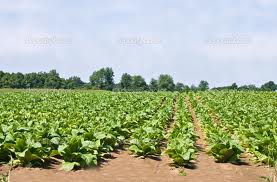 pestovani-tabaku-kde-se-pestuje-na-zemi-zemekouli-ve-svete